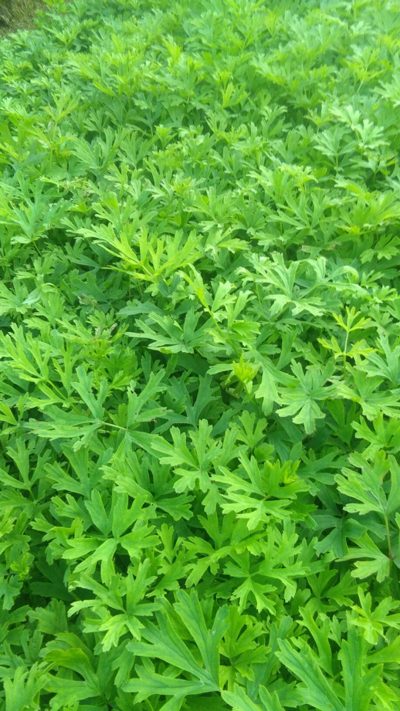 白头翁（毛骨朵花）种苗