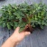 批量供应优质室内观叶绿植豹纹竹芋组培穴盘苗