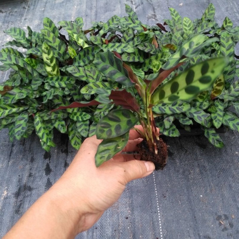 批量供应优质室内观叶绿植豹纹竹芋组培穴盘苗