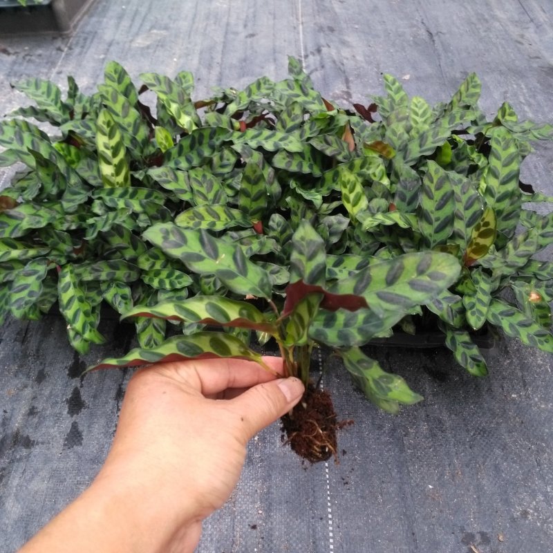 批量供应优质室内观叶绿植豹纹竹芋组培穴盘苗