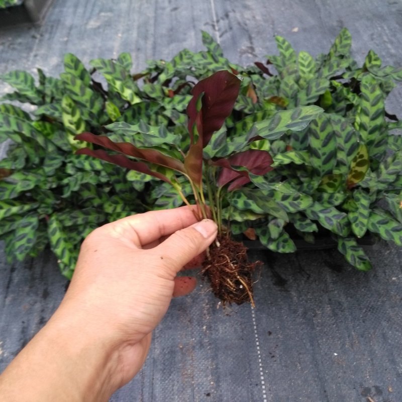 批量供应优质室内观叶绿植豹纹竹芋组培穴盘苗