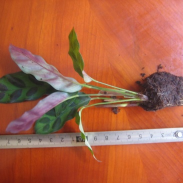 批量供应优质室内观叶绿植豹纹竹芋组培穴盘苗