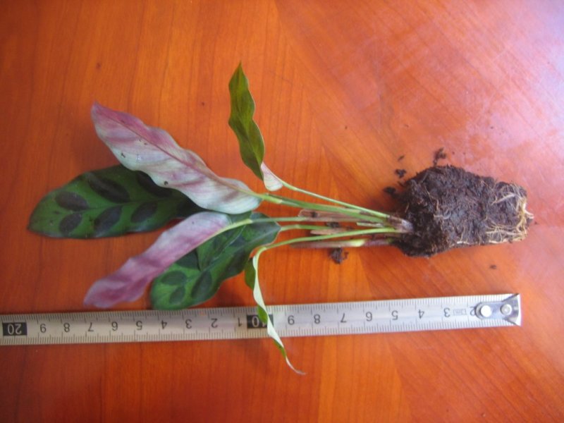 批量供应优质室内观叶绿植豹纹竹芋组培穴盘苗