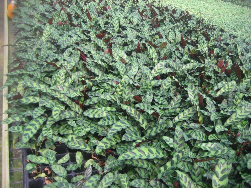 批量供应优质室内观叶绿植豹纹竹芋组培穴盘苗
