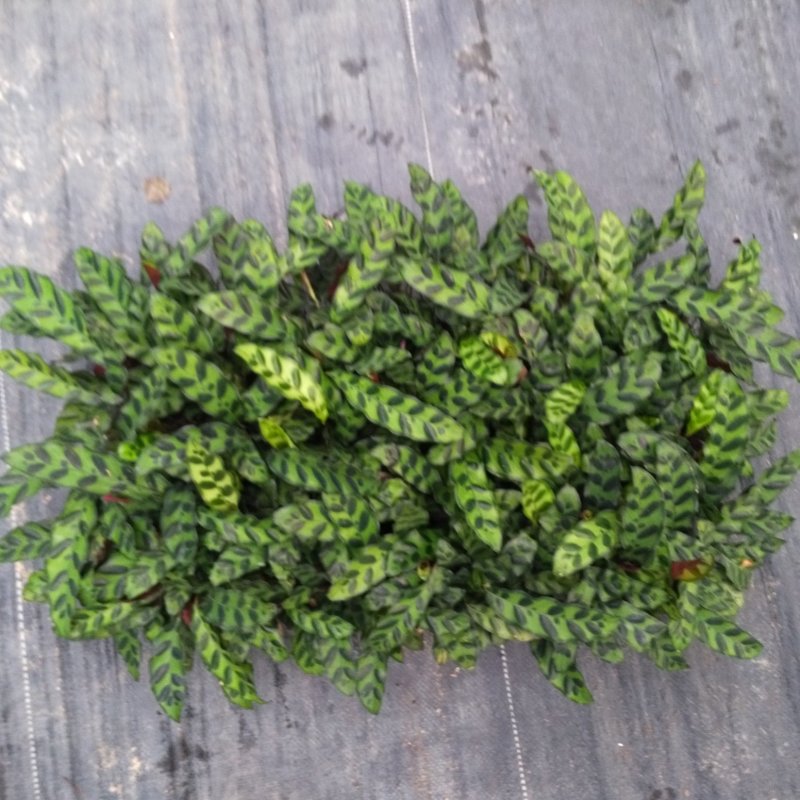 批量供应优质室内观叶绿植豹纹竹芋组培穴盘苗