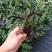 批量供应优质室内观叶绿植豹纹竹芋组培穴盘苗