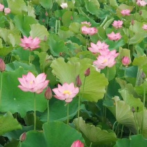 藕种太空莲，微山湖养殖莲藕养殖基地