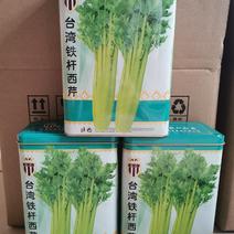 进口台湾铁杆西芹种子高产抗病300克家庭菜园基地种子