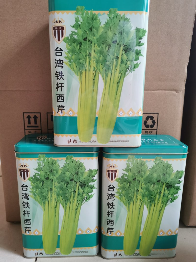 进口台湾铁杆西芹种子高产抗病300克家庭菜园基地种子