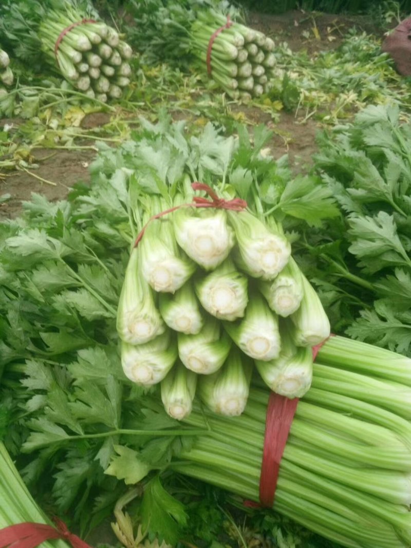 荷兰进口芹菜种子GL皇玉西芹100克嫩芹菜产量高品质好