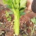 荷兰进口芹菜种子GL皇玉西芹100克嫩芹菜产量高品质好