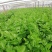荷兰进口芹菜种子GL皇玉西芹100克嫩芹菜产量高品质好