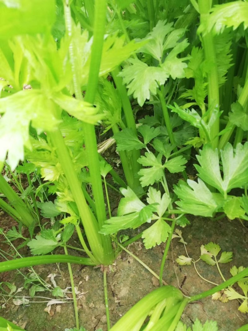 荷兰进口芹菜种子GL皇玉西芹100克嫩芹菜产量高品质好