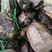 场出自产自养的中华草龟煲汤龟种龟各种规格