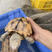 场出自产自养的中华草龟煲汤龟种龟各种规格