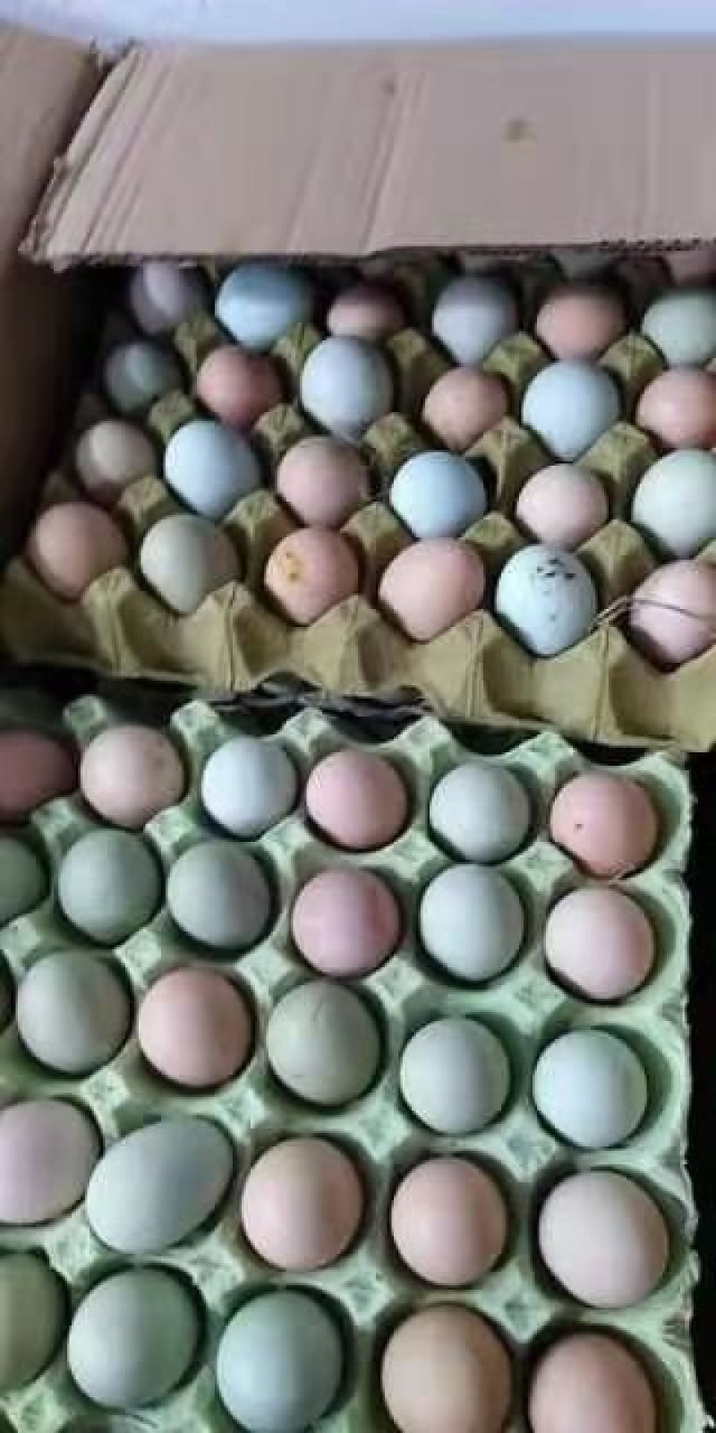 山地散养柴鸡吃小虫土鸡蛋