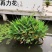 水生植物再力花种子花叶芦竹黄蒲芦苇水葱水葫芦鸢尾种子