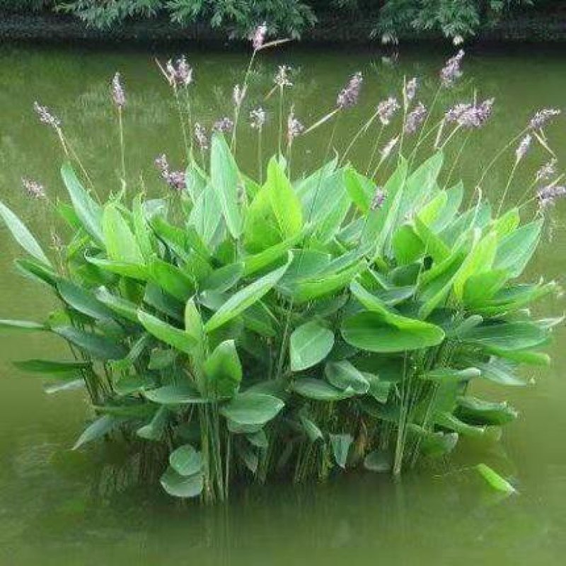 水生植物再力花种子花叶芦竹黄蒲芦苇水葱水葫芦鸢尾种子