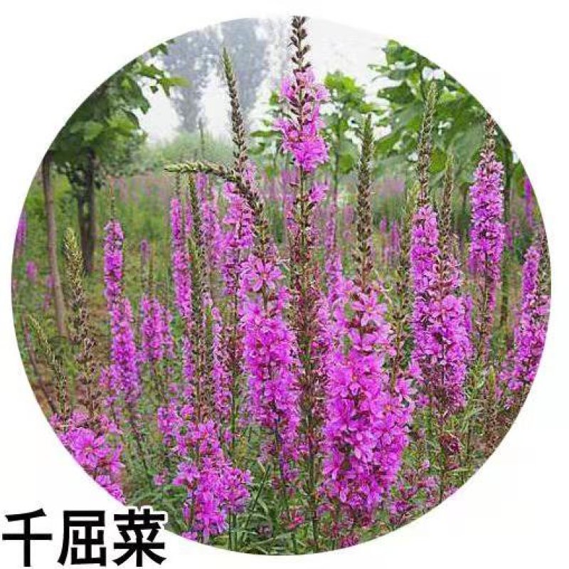 千屈菜种子水枝柳种籽花种四季开花不断室外花种籽子水生栽培