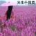 千屈菜种子水枝柳种籽花种四季开花不断室外花种籽子水生栽培
