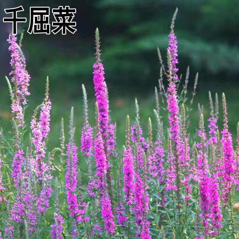 千屈菜种子水枝柳种籽花种四季开花不断室外花种籽子水生栽培