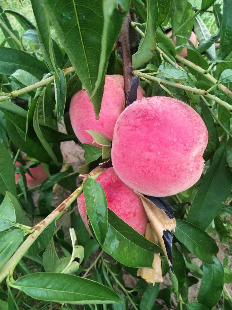 中秋王桃