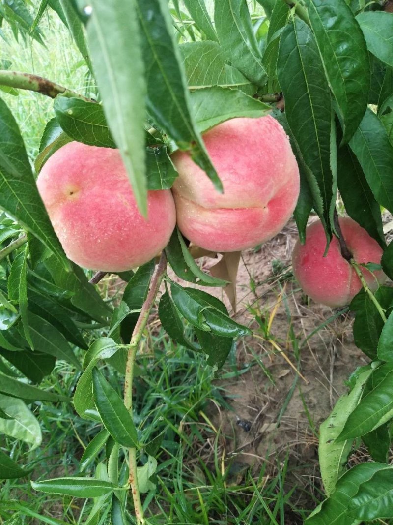 中秋王桃