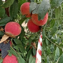 中秋王桃