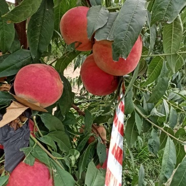 中秋王桃