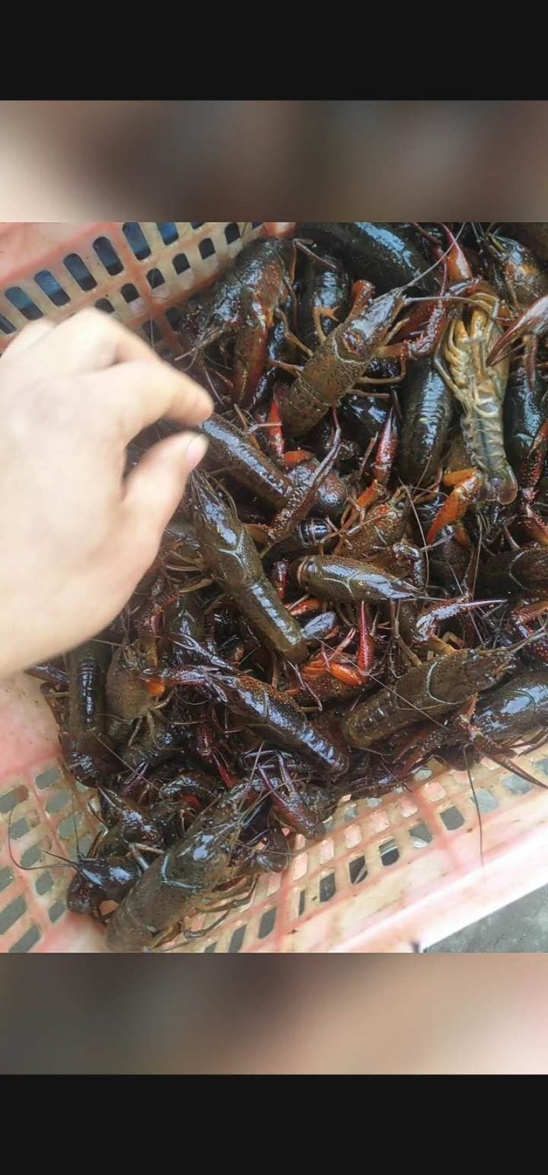 供应大量入冷库库虾！虾尾