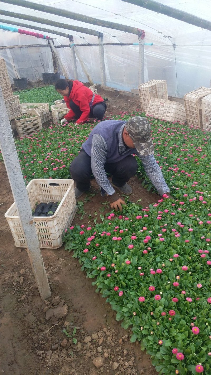 雏菊基地直供一手货源大量有货欢迎选购