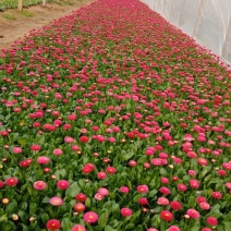 雏菊基地直供一手货源大量有货欢迎选购