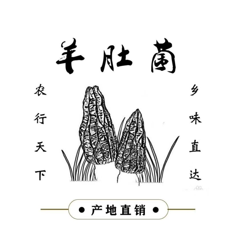 高海拔羊肚菌新鲜羊肚菌电商支持一件代发