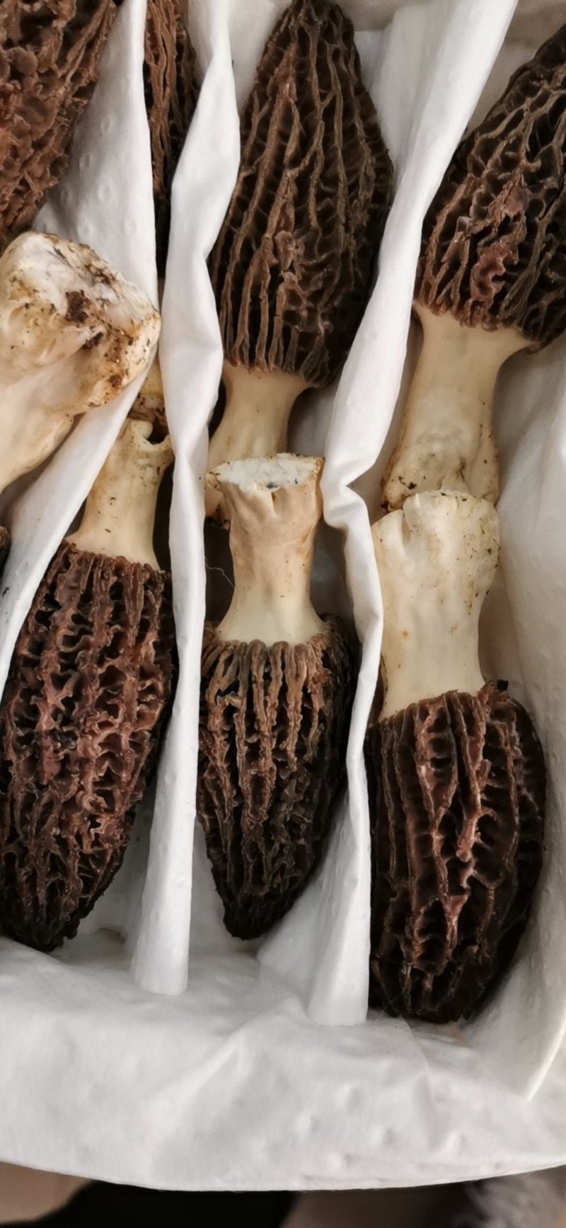 高海拔羊肚菌新鲜羊肚菌电商支持一件代发