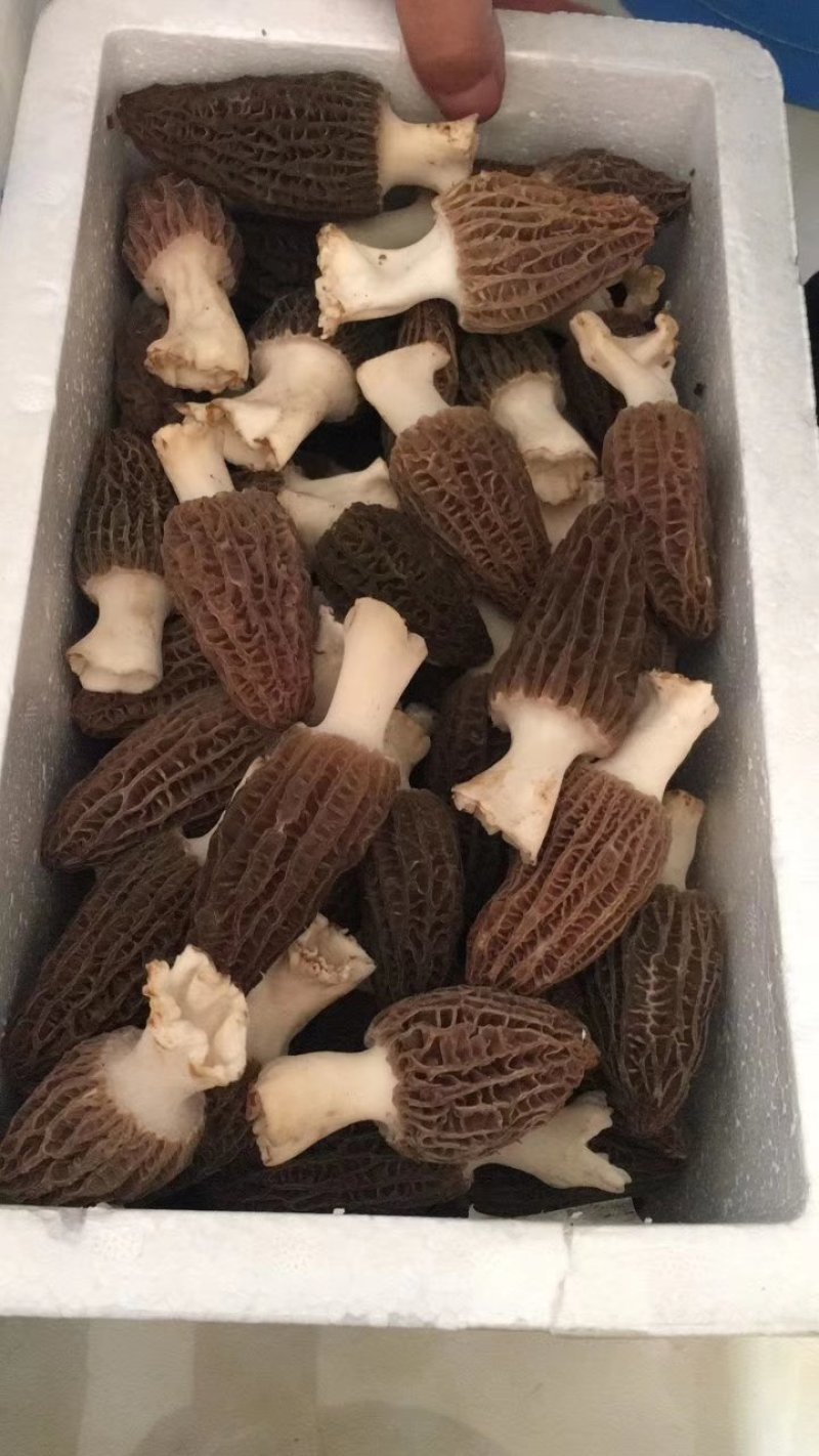 高海拔羊肚菌新鲜羊肚菌电商支持一件代发
