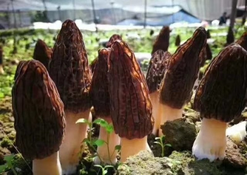 高海拔羊肚菌新鲜羊肚菌电商支持一件代发