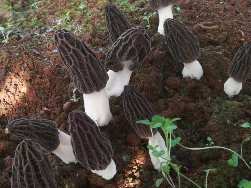 高海拔羊肚菌新鲜羊肚菌电商支持一件代发