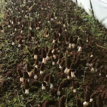 高海拔羊肚菌新鲜羊肚菌电商支持一件代发