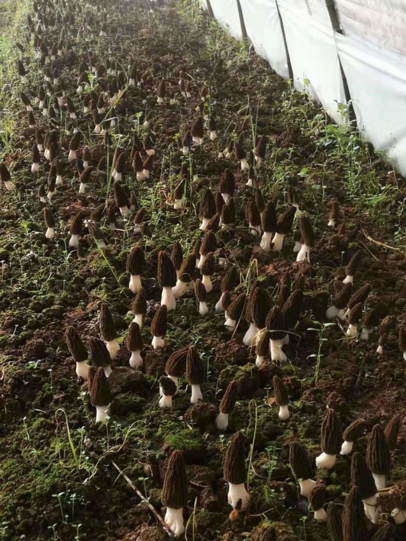 高海拔羊肚菌新鲜羊肚菌电商支持一件代发