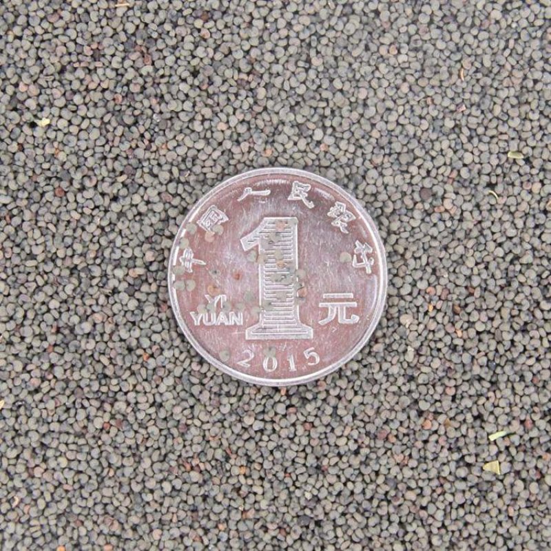 花海专用草花种籽大花剪秋罗种子多年生草本四季可播种剪秋萝