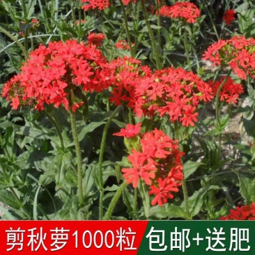 花海专用草花种籽大花剪秋罗种子多年生草本四季可播种剪秋萝
