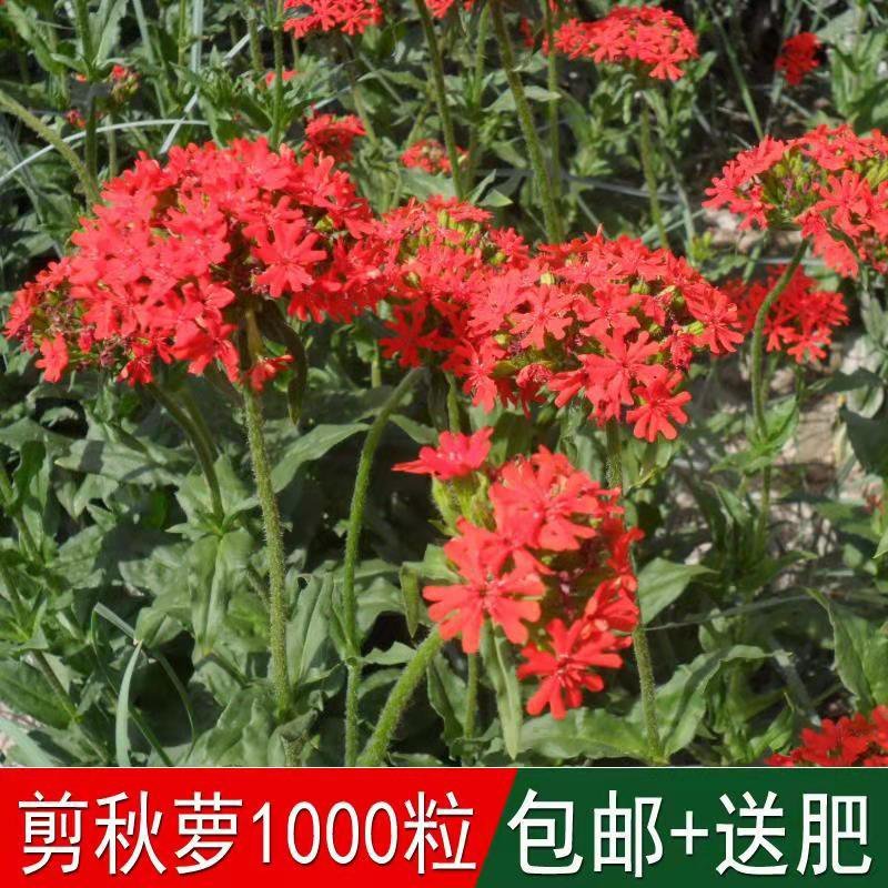 花海专用草花种籽大花剪秋罗种子多年生草本四季可播种剪秋萝