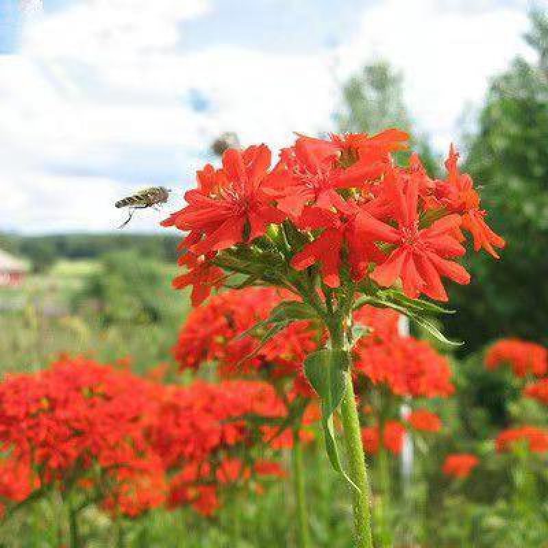 花海专用草花种籽大花剪秋罗种子多年生草本四季可播种剪秋萝