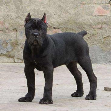 纯种卡斯罗幼犬活体卡斯罗巨型犬看家护院虎皮大型护卫犬