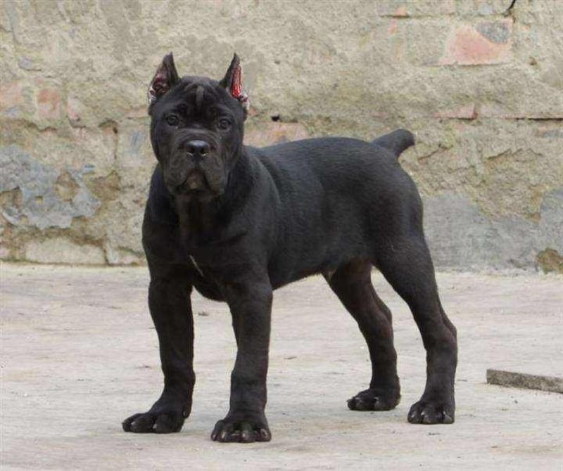 纯种卡斯罗幼犬活体卡斯罗巨型犬看家护院虎皮大型护卫犬