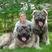 高加索幼犬活体高加索巨型护卫犬纯种俄罗斯熊版高加索