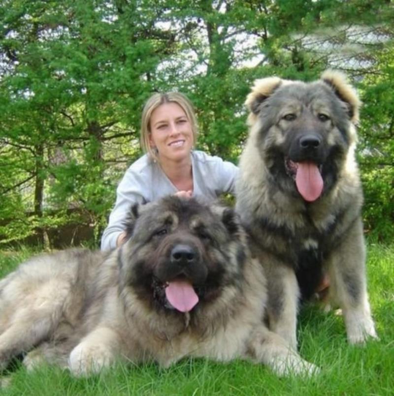 高加索幼犬活体高加索巨型护卫犬纯种俄罗斯熊版高加索