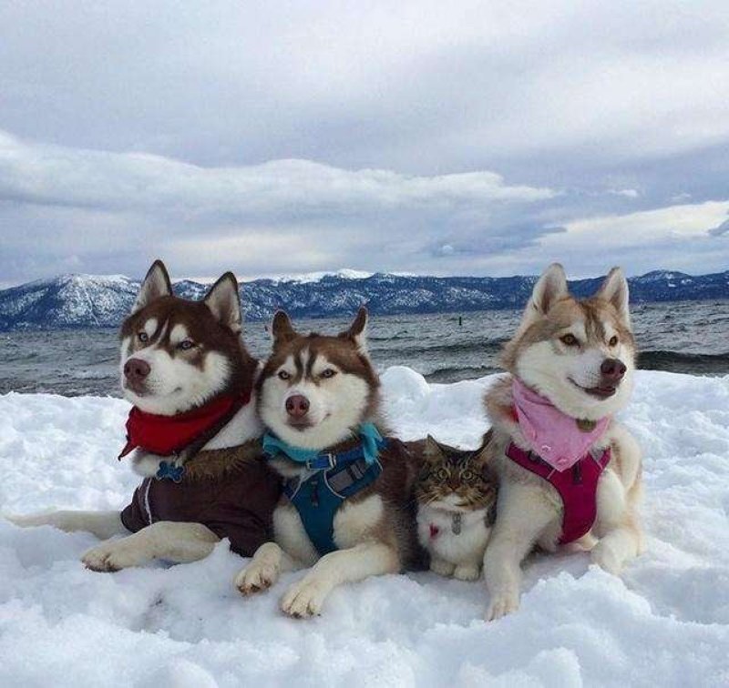 哈士奇幼犬活体二哈蓝眼三把火雪橇犬宠物狗哈士奇