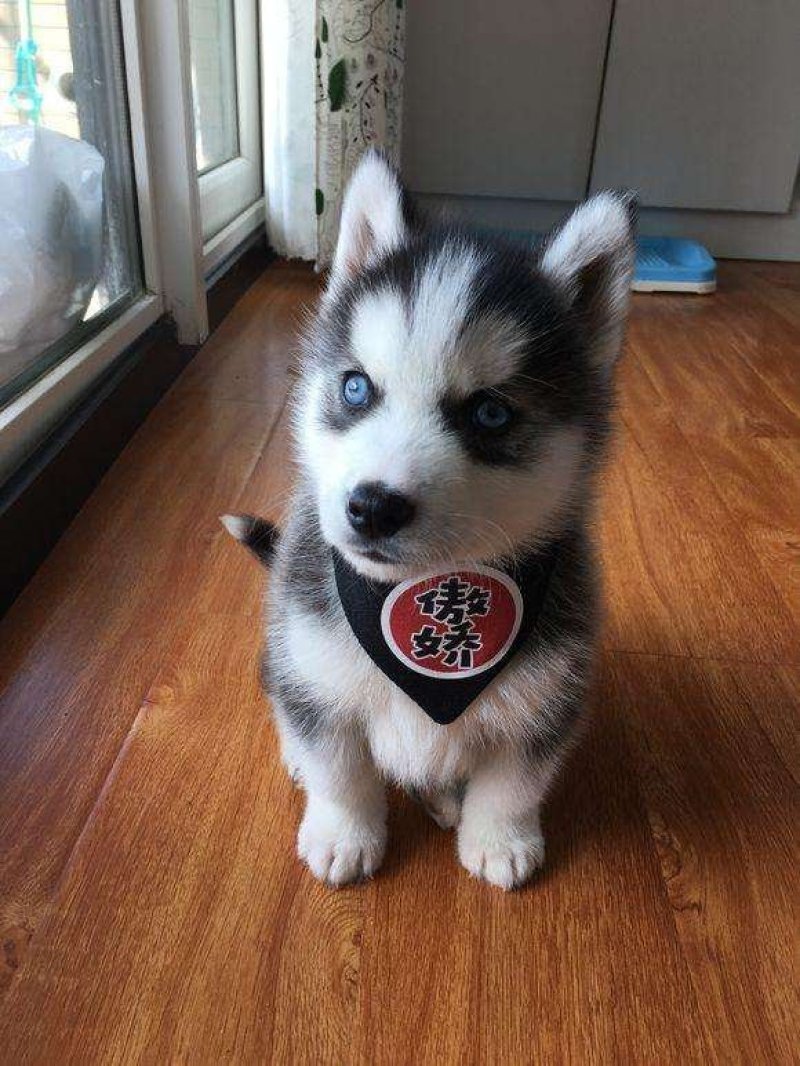 哈士奇幼犬活体二哈蓝眼三把火雪橇犬宠物狗哈士奇