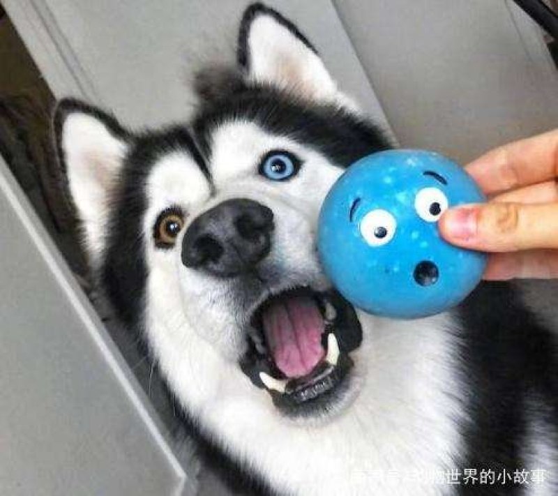 哈士奇幼犬活体二哈蓝眼三把火雪橇犬宠物狗哈士奇